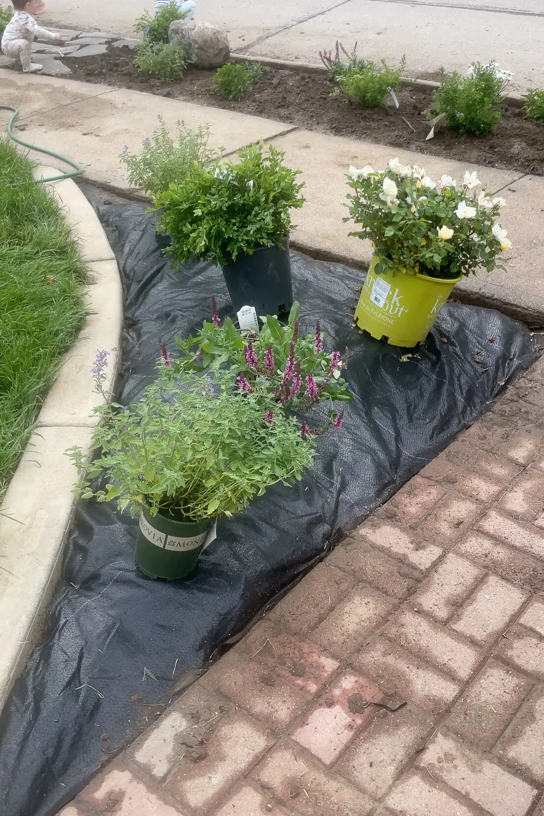 Planning plant layout in a landscaping bed. 